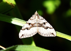 Xanthorhoe semifissata