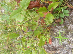 Crocanthemum canadense