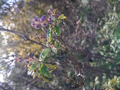 Prostanthera