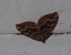 Xanthorhoe semifissata