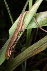 Trachylepis