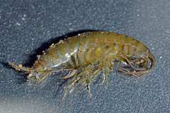 Gammarus locusta