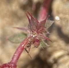 Chorizanthe polygonoides longispina