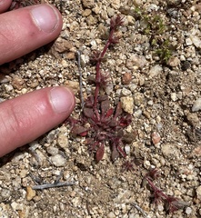 Chorizanthe polygonoides longispina