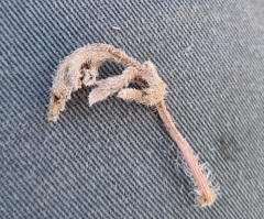 Pelargonium auritum auritum