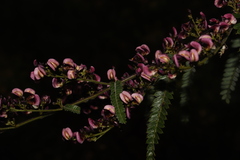 Aeschynomene amorphoides