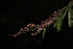 Aeschynomene amorphoides