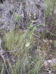 Pimelea linifolia