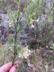 Pimelea linifolia