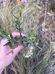 Pimelea linifolia