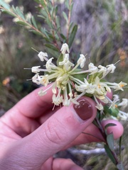 Pimelea linifolia