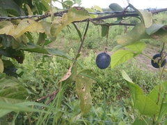 Decaloba