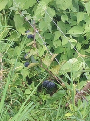 Decaloba