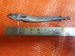 Enchelyopus cimbrius
