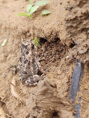 Incilius marmoreus