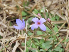 Houstonia pusilla