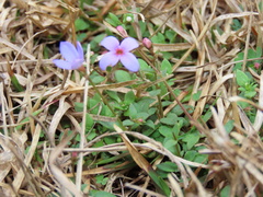 Houstonia pusilla