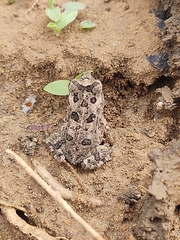 Incilius marmoreus