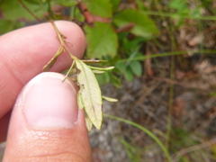 Crocanthemum canadense