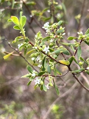 Styphelia mutica