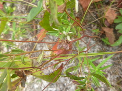 Crocanthemum canadense