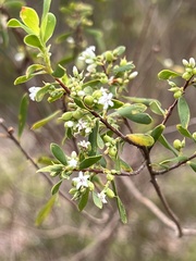 Styphelia mutica