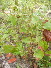 Crocanthemum canadense
