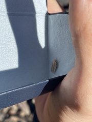 Agonopterix umbellana