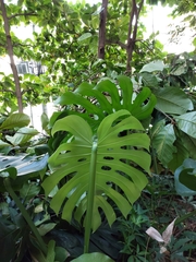 Monstera deliciosa