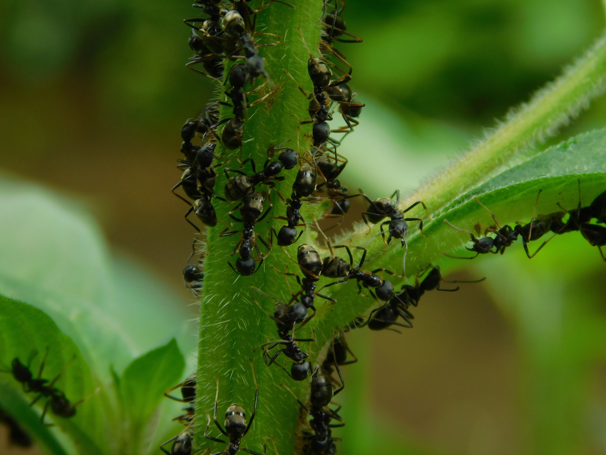 Dolichoderus gibbifer