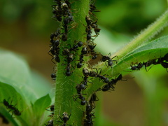 Dolichoderus gibbifer