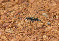 Cosmodela aurulenta