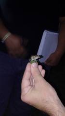 Leptodactylus albilabris