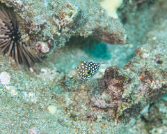 Canthigaster jactator