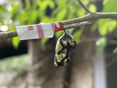 Euploea core