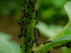 Dolichoderus gibbifer