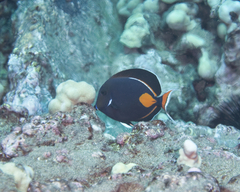 Acanthurus achilles