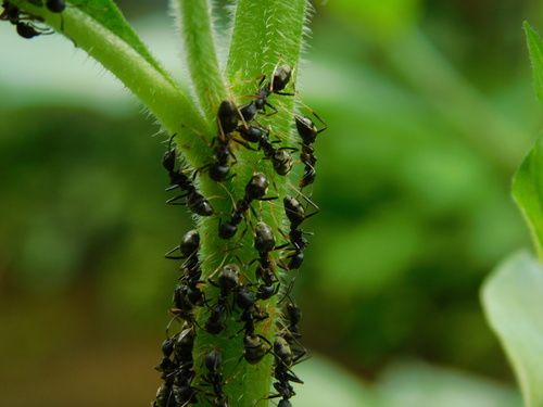 Dolichoderus gibbiferDolichoderus gibbifer