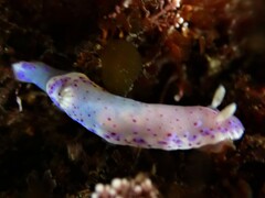 Goniobranchus thompsoni