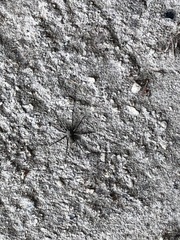 Lycosoidea