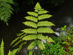 Cyatheaceae