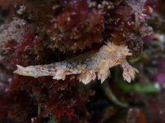 Bornella hermanni