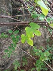 Phyllanthus reticulatus