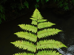 Cyatheaceae