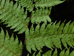 Cyatheaceae