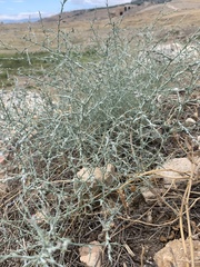 Artemisia santonicum
