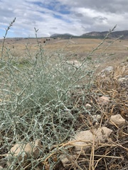 Artemisia santonicum
