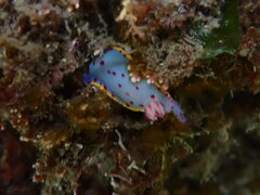 Hypselodoris bennetti