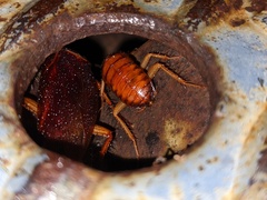 Shelfordella lateralis