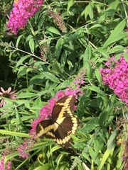 Heraclides cresphontes